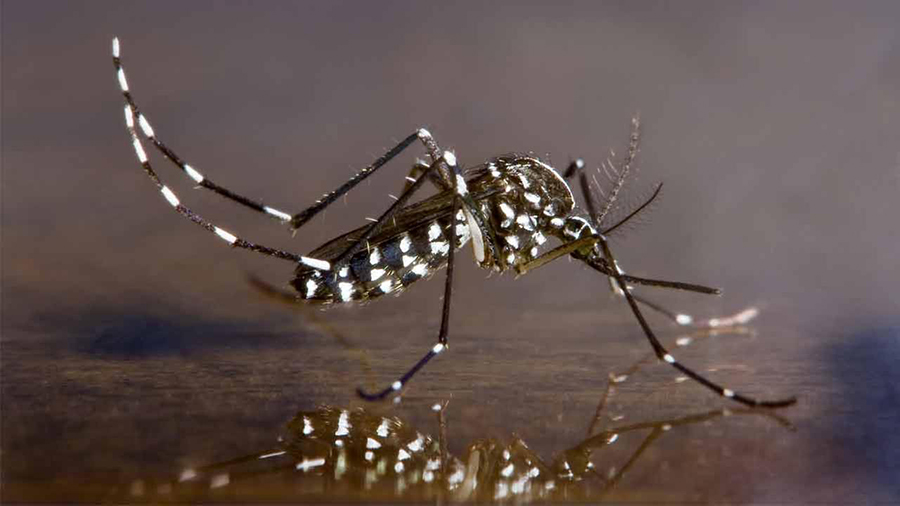Vòng đời của muỗi là bao nhiêu ngày