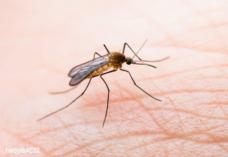 vòng đời của muỗi sốt xuất huyết