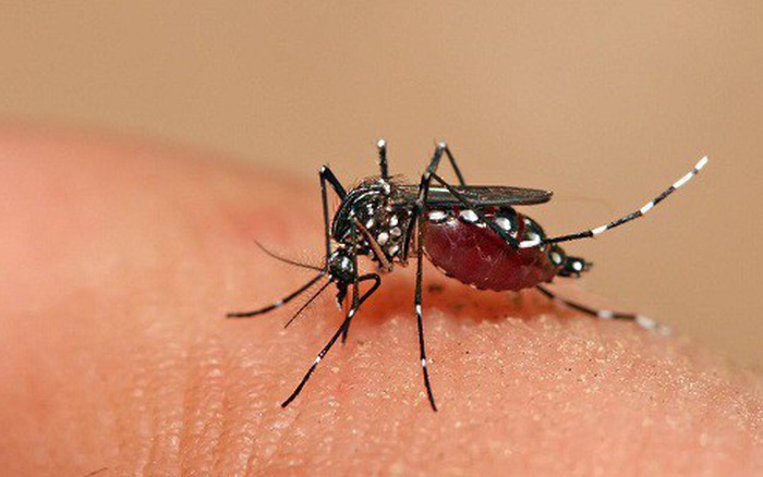 Những căn bệnh nguy hiểm có thể gặp khi bị muỗi đốt