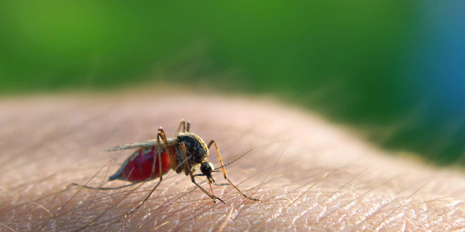 Các cách diệt muỗi hiệu quả
