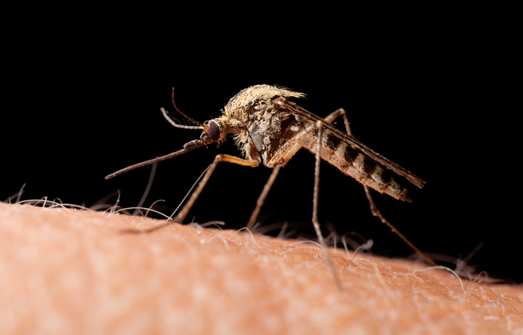 tuổi thọ của muỗi là bao nhiêu