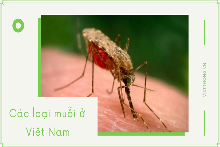Các loại muỗi ở Việt Nam