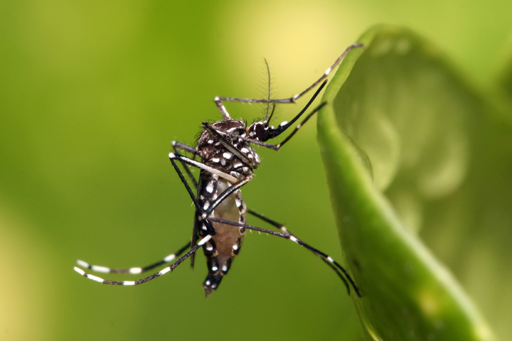  Muỗi Aedes Aegypti