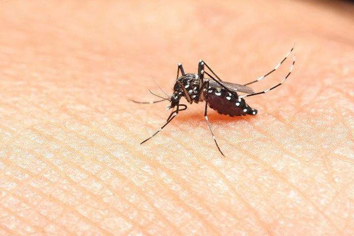 Tại sao dầu gió có thể đuổi muỗi