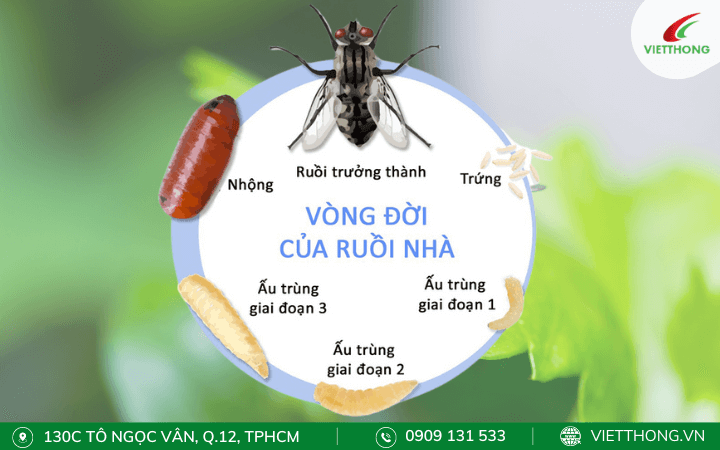 Vòng đời của ruồi nhà tuổi thọ của ruồi trong bao nhiêu ngày