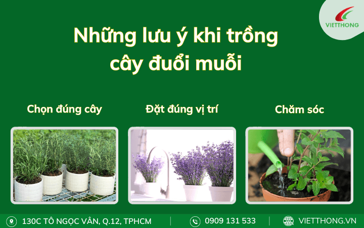 Những lưu ý khi trồng cây đuổi muỗi