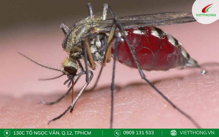 Muỗi Aedes Aegypti