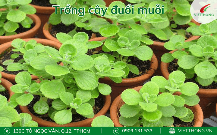 Trồng cây đuổi muỗi