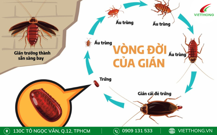 Vòng đời của gián