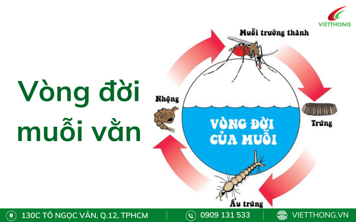 Vòng đời của muỗi vằn