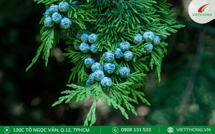 Cây có gỗ thơm đuổi muỗi - Cây bách xanh