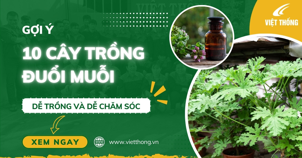 Cây trồng đuổi muỗi