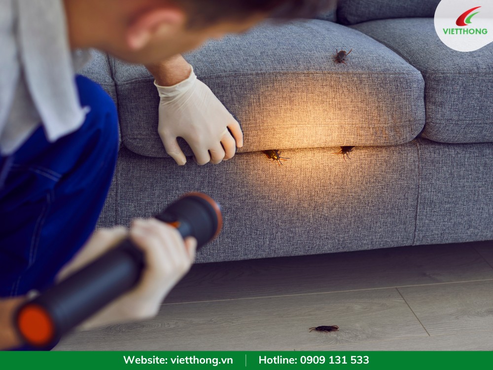 Gián thích trú ẩn trong những nơi an toàn như sofa, tủ quần áo, phòng ngủ
