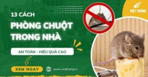 phong chuot trong nha