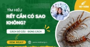 Rết cắn có sao không