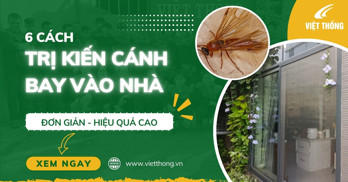 Cách trị kiến cánh bay vào nhà hiệu quả nhất