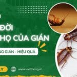 Vòng đời - Tuổi thọ của gián
