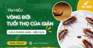 Vòng đời - Tuổi thọ của gián