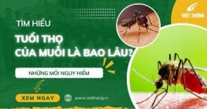 Tuổi thọ của muỗi