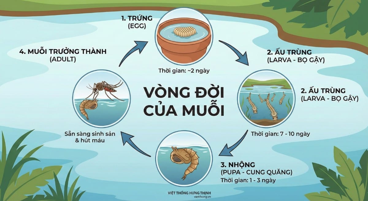Vòng đời của muỗi gồm 4 giai đoạn phát triển