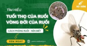 Vòng đời của ruồi