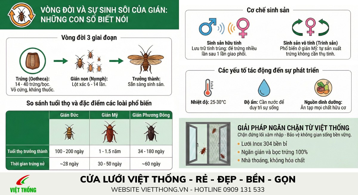 Vòng đời, tuổi thọ và sự sinh sôi của loài gián