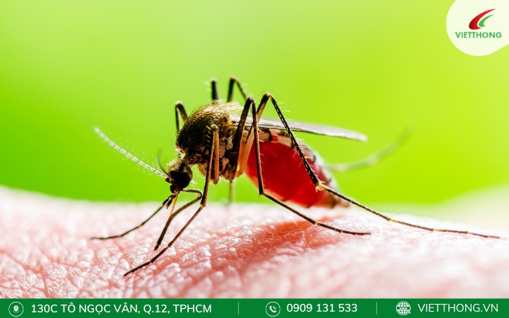 Muỗi Aedes nguyên nhân truyền bệnh sốt vàng da