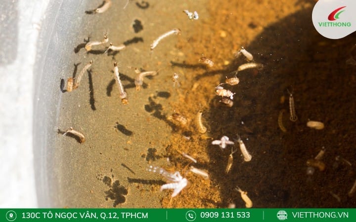 Các khu vực có nước đọng sinh lăng quăng