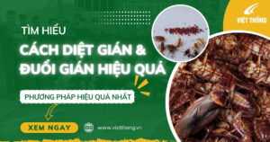Cách diệt gián và đuổi gián hiệu quả nhất