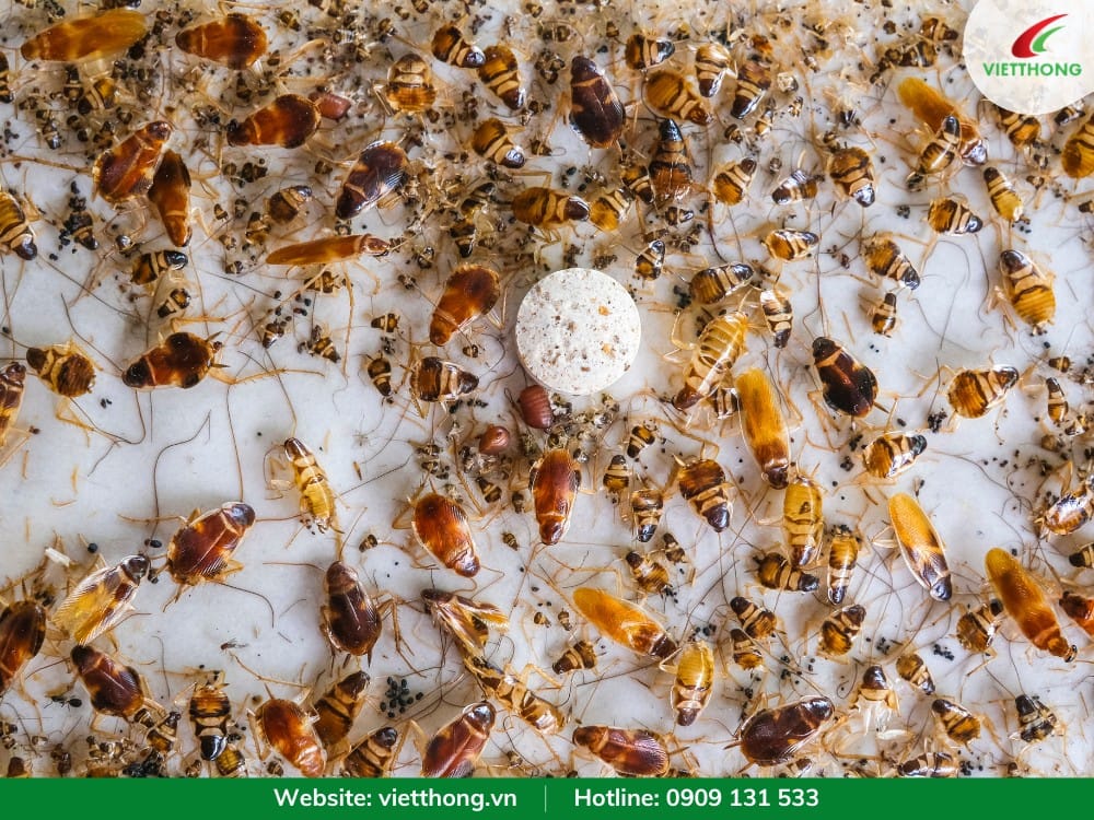 Miếng keo dính diệt gián hàng loạt